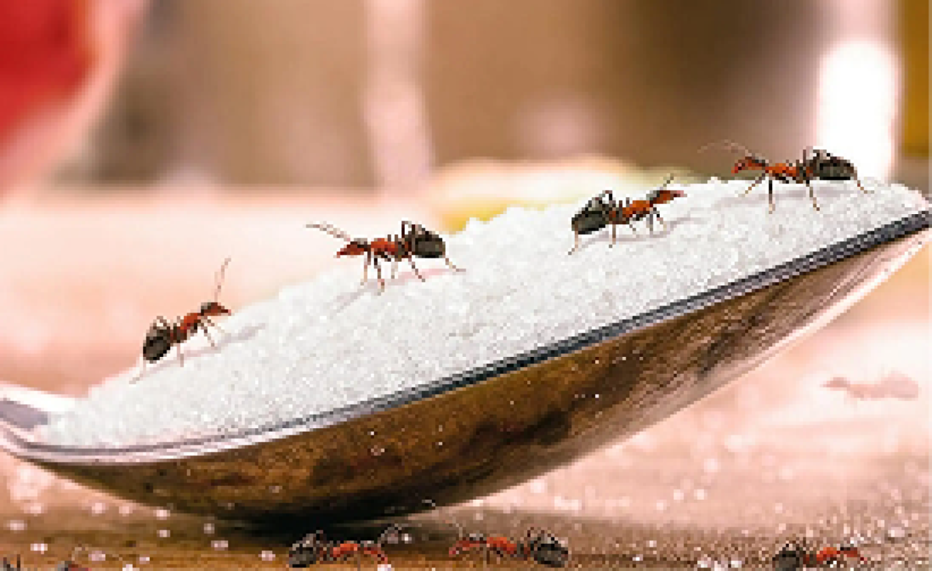 Dịch vụ Diệt kiến